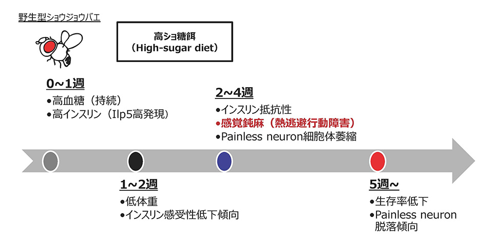 図1. 高糖質食負荷による糖尿病性神経障害モデルショウジョウバエの作成