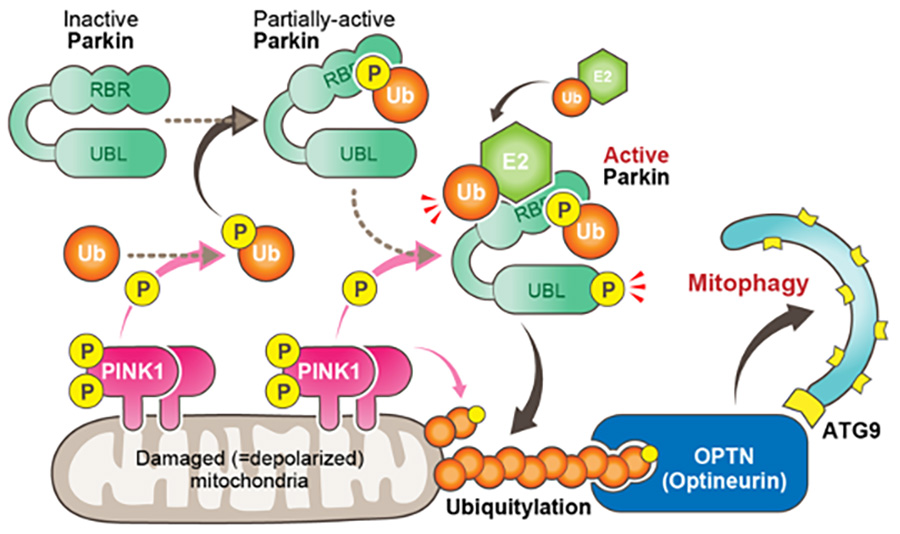 Schematic model for how PINK1, Parkin, and ubiquitin cooperate in the degradation of damaged mitochondria.
