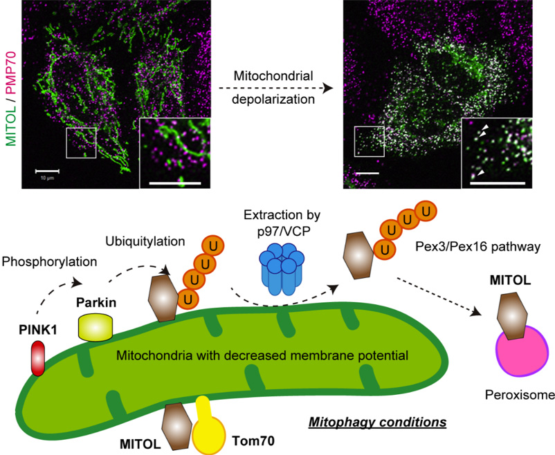 Parkin‐mediated ubiquitylation redistributes MITOL/March5 from mitochondria to peroxisomes