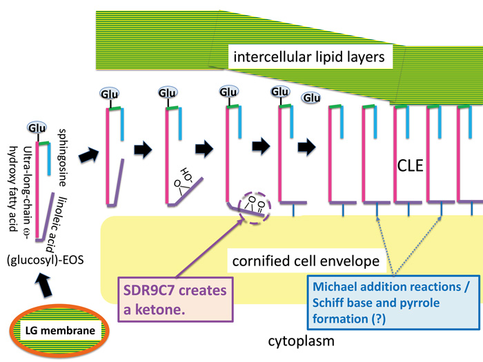 SDR9C7 catalyzes critical dehydrogenation of acylceramides for skin barrier formation