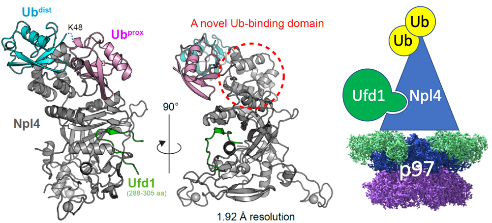 Structural insights into ubiquitin recognition and Ufd1 interaction of Npl4