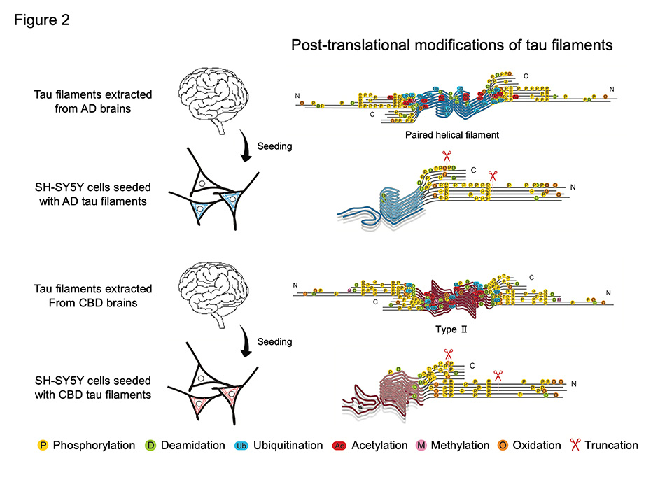 Figure 2. Post-translational modifications of tau filaments amplified in SH-SY5Y cells