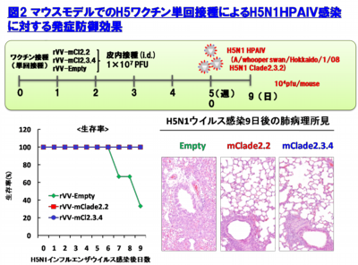 図2.マウスモデルでのH5ワクチン単回接種によるH5N1HPAIV感染に対する発症防御効果