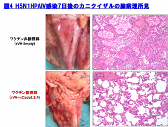 図4.H5N1HPAIV感染7日後のカニクイザルの肺病理所見