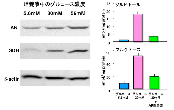 糖尿病合併症 身近な医学研究情報 公益財団法人 東京都医学総合研究所