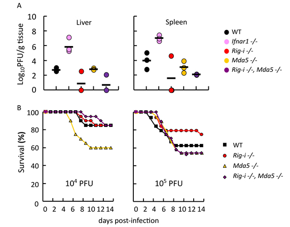 図１：RIG-I, MDA5欠損によるPVR-tgマウスでのウイルス増殖とマウスの生死