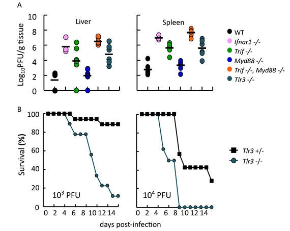 図２：TLR欠損によるPVR-tgマウスでのウイルス増殖とマウスの生死
