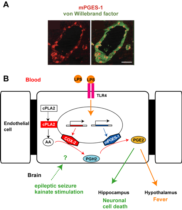 図5.血管内皮細胞に発現するCOX-2、mPGES-1による発熱、神経細胞死のメカニズム