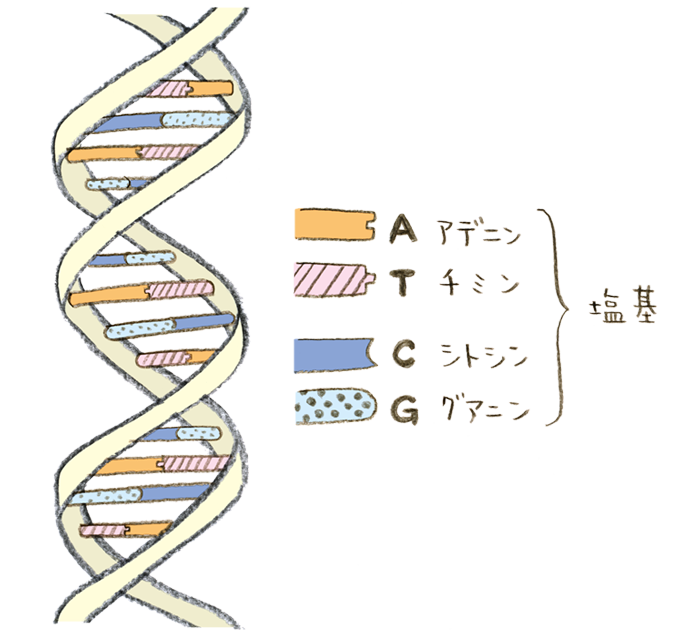 デオキシリボ核酸の二重らせん構造の図