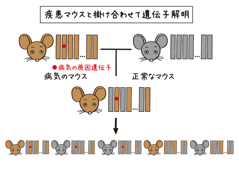 疾患マウスと正常マウス掛け合わせて遺伝子解明