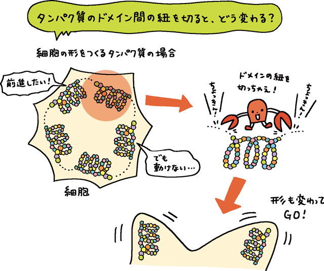 カルパインがタンパク質のドメイン間の紐を切ると