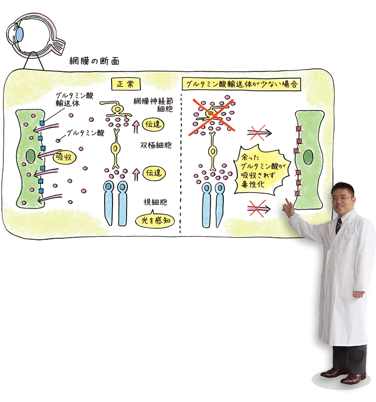 網膜の断面図