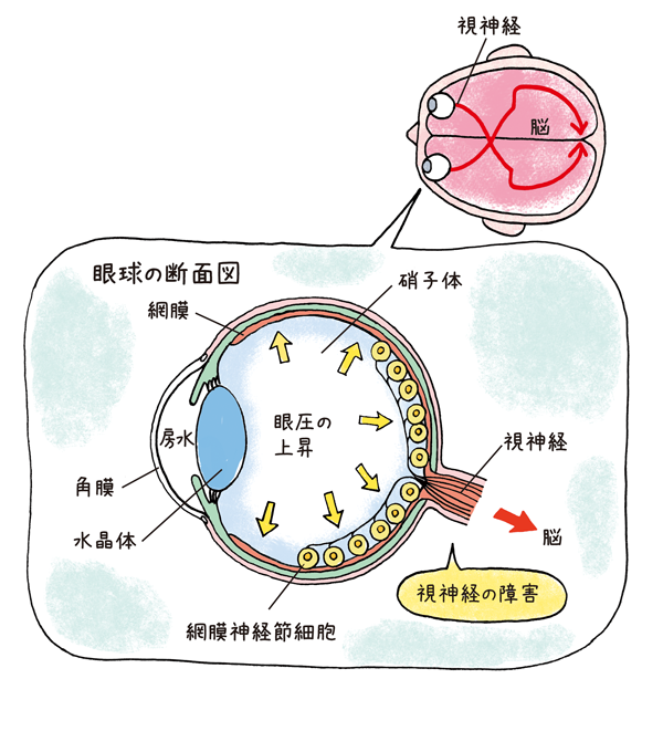 眼球の断面図