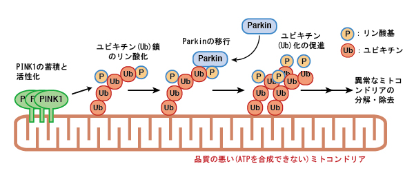図：本研究で明らかにした Parkin が異常ミトコンドリアへ移行する仕組み