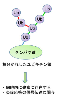 分岐型ユビキチン鎖の概略図