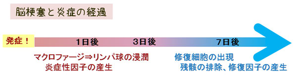 脳梗塞と炎症の経過