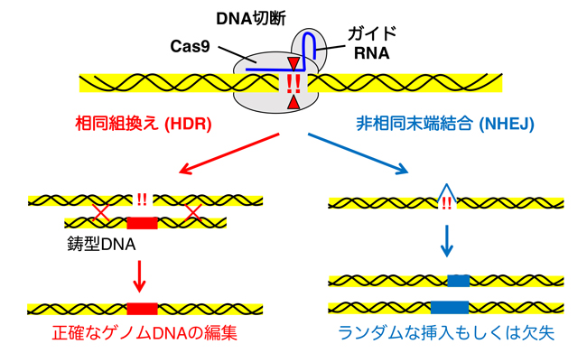 CRISPR/Cas9によるHDRとNHEJを介したゲノム編集