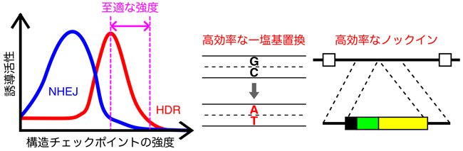 構造チェックポイントの強度とHDR/NHEJ誘導活性の関係、およびそのゲノム編集への応用