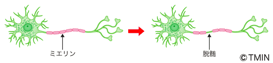 図1 神経細胞の形態