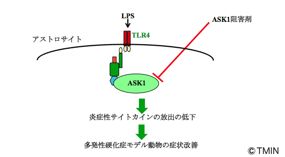 図2 自然免疫、ASK1と予想される多発性硬化症との関係