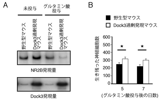 図1 Dock3がグルタミン酸毒性による網膜神経細胞死に与える影響