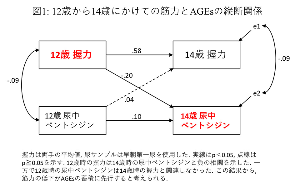 図1：12歳から14歳にかけての筋力とAGEsの縦断関係