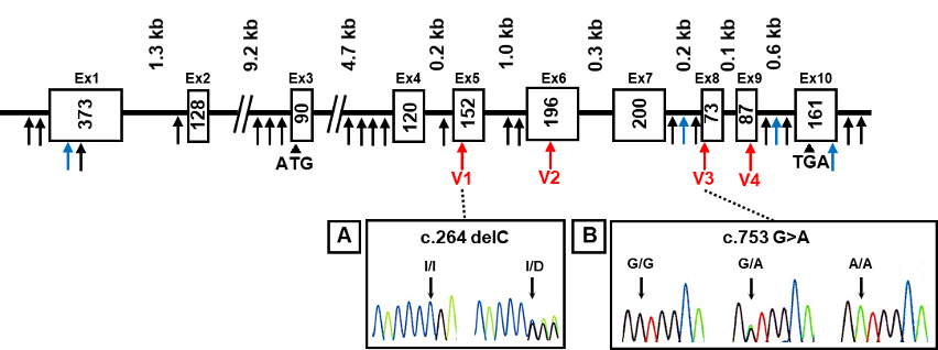 Figure 1: DNA sequence chromatograms