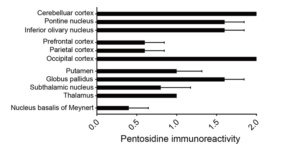 Fig. 2. Pentosidine accumulates primarily in the cortico-basal ganglia-cerebellar cortex of the typical patient with GLO1-FS. 