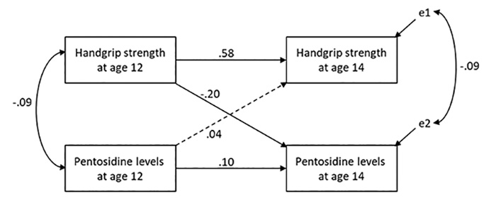 Figure 1: Cross-lagged panel model showing the direction of association between handgrip strength and pentosidine levels.