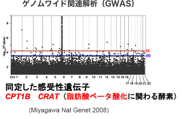 ゲノムワイド関連解析（GWAS）