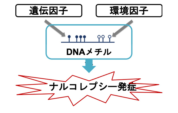 網羅的DNAメチル化解析（EWAS）