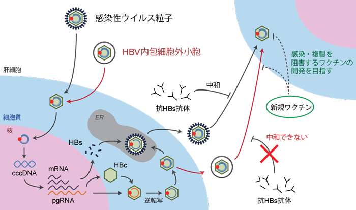 B型肝炎ウイルス 新規感染経路