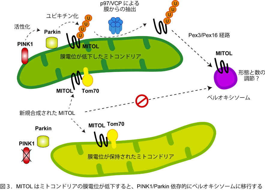 図.ミトコンドリアの膜電位が低下すると、PINK1/Parkin 依存的にMITOL/March5 がペルオキシソームに移行する