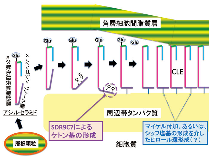 皮膚バリア形成に必須な結合型セラミドを作るメカニズム