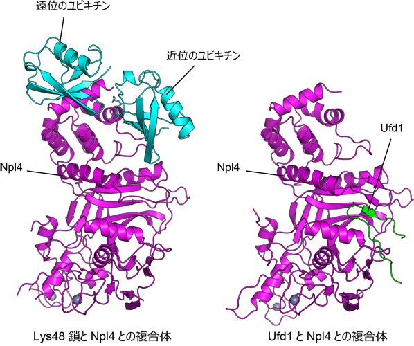 図2. Lys48鎖とNpl4との複合体、およびUfd1とNpl4との複合体の結晶構造