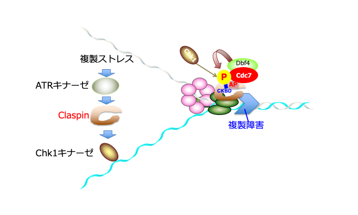 Cdc7はヒト細胞においてClaspimのChk1結合ドメインをリン酸化することにより複製ストレスチェックポイントを活性化する