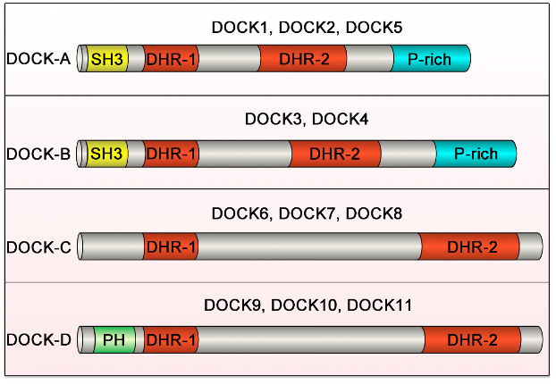 The domain structure of DOCK family proteins.