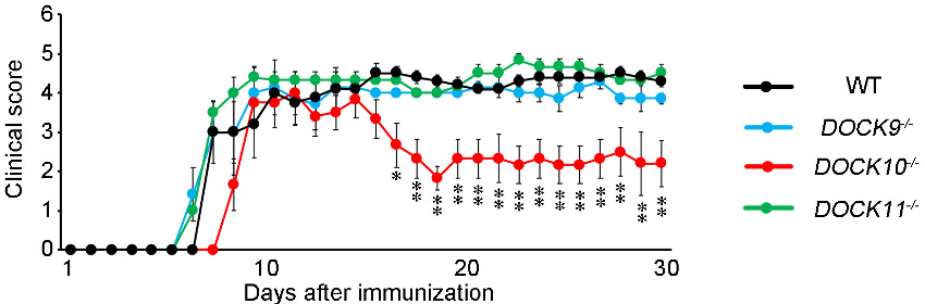 The domain structure of DOCK family proteins.