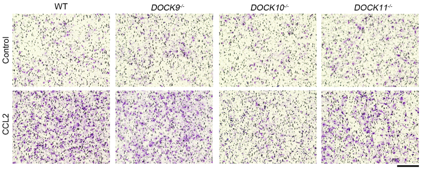Migration ability of DOCK10-/- macrophages is impaired.