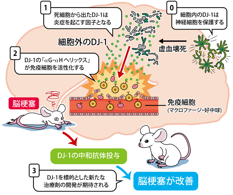 図2 DJ-1タンパク質は脳内炎症を引き起こす因子である