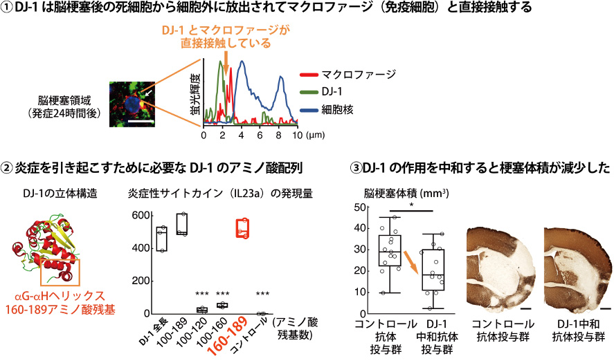 図3 DJ-1タンパク質を標的とした新規治療法の開発に繋がる可能性