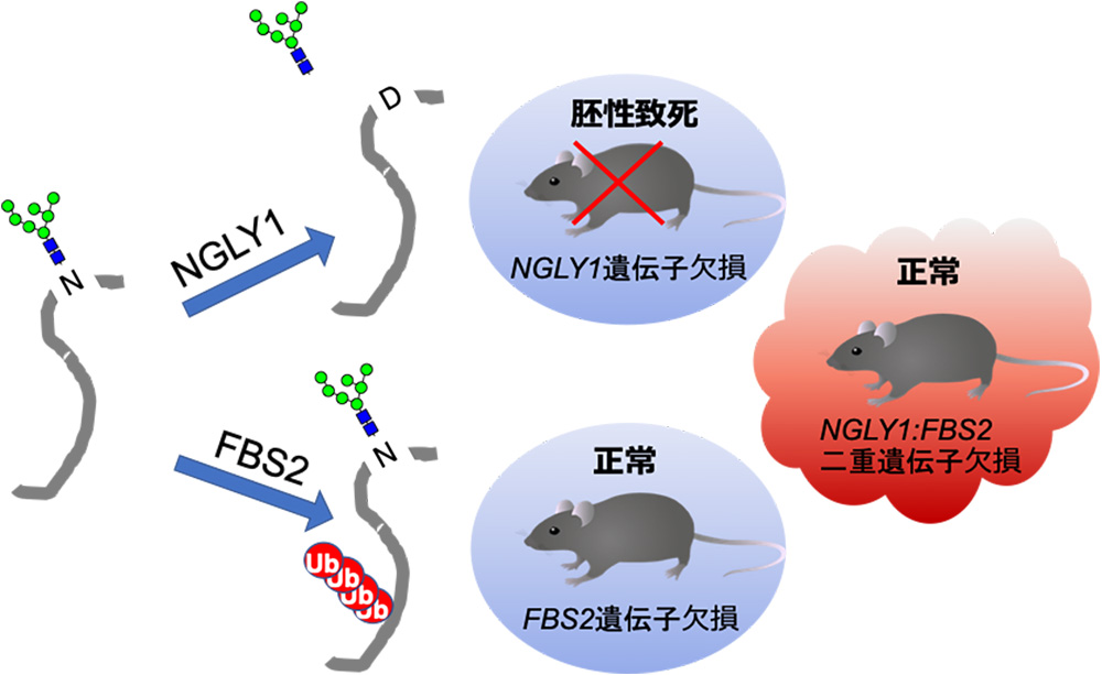 図2.NGLY1とFBS2の糖タンパク質に対する作用機序と遺伝子欠損マウスの表現型