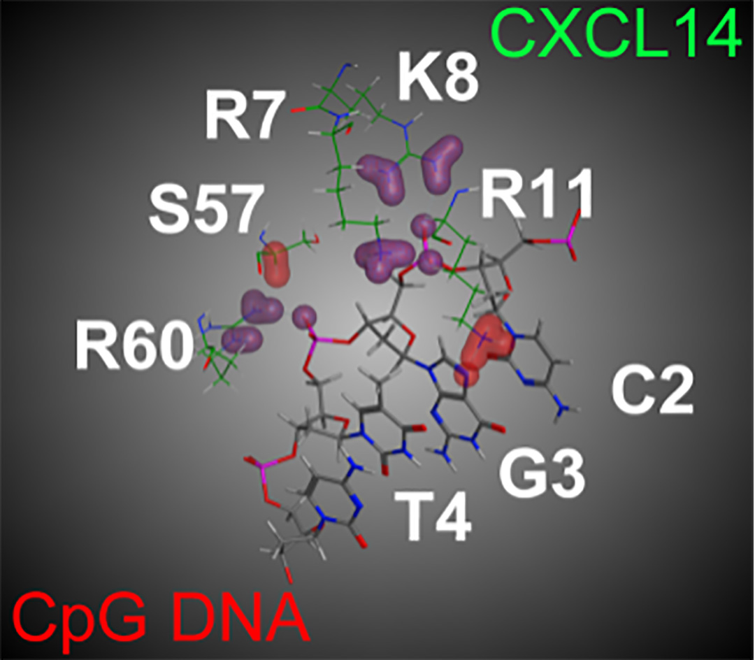 図2.CpG DNAとCXCL14の結合様式のシミュレーション