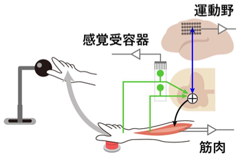図1 感覚受容器・運動野・筋肉の活動の同時記録の模式図