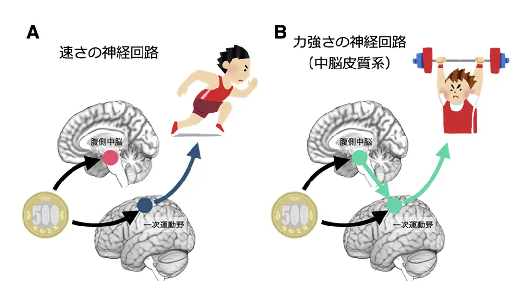 図4.中脳皮質系は意欲を力強さに繋げる神経回路。