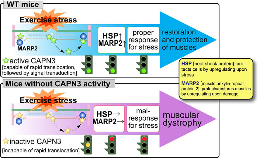 CAPN3:C129S and calpainopathy