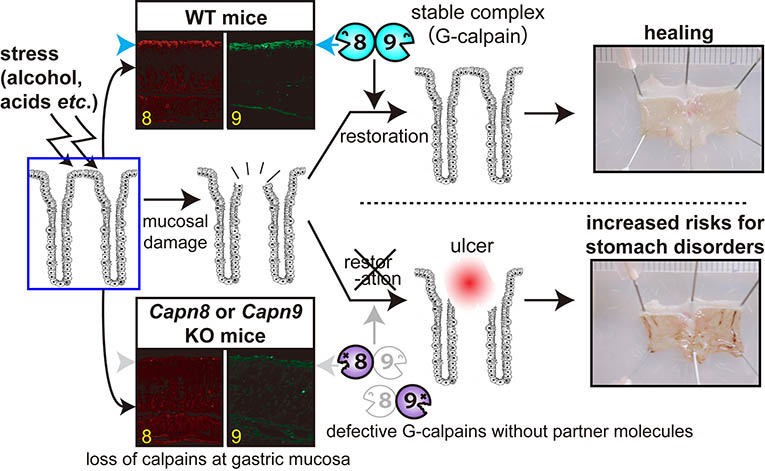 G-calpain and gastropathy