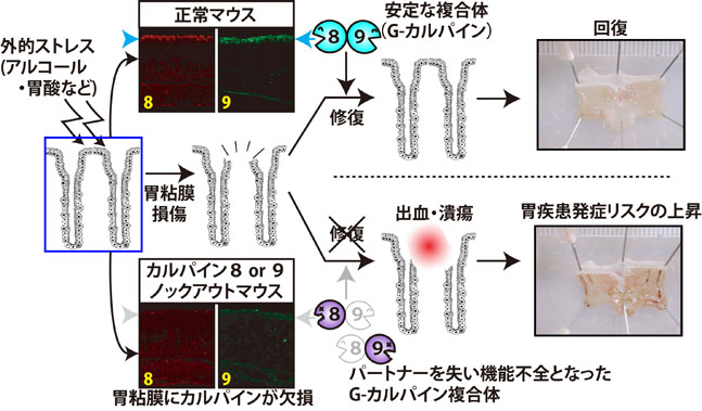 G-calpain and gastropathy