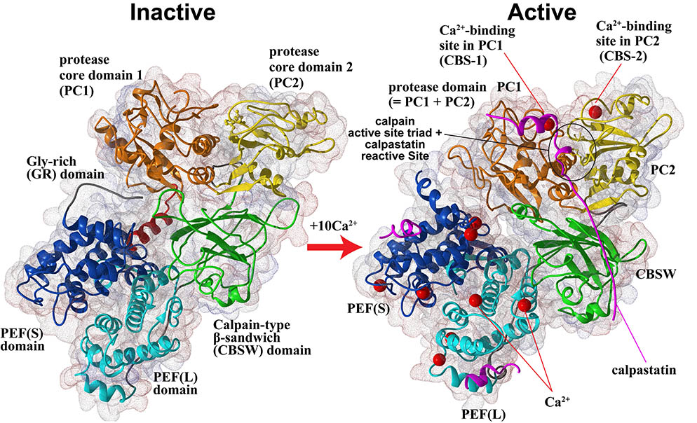 Calpain activation 3D