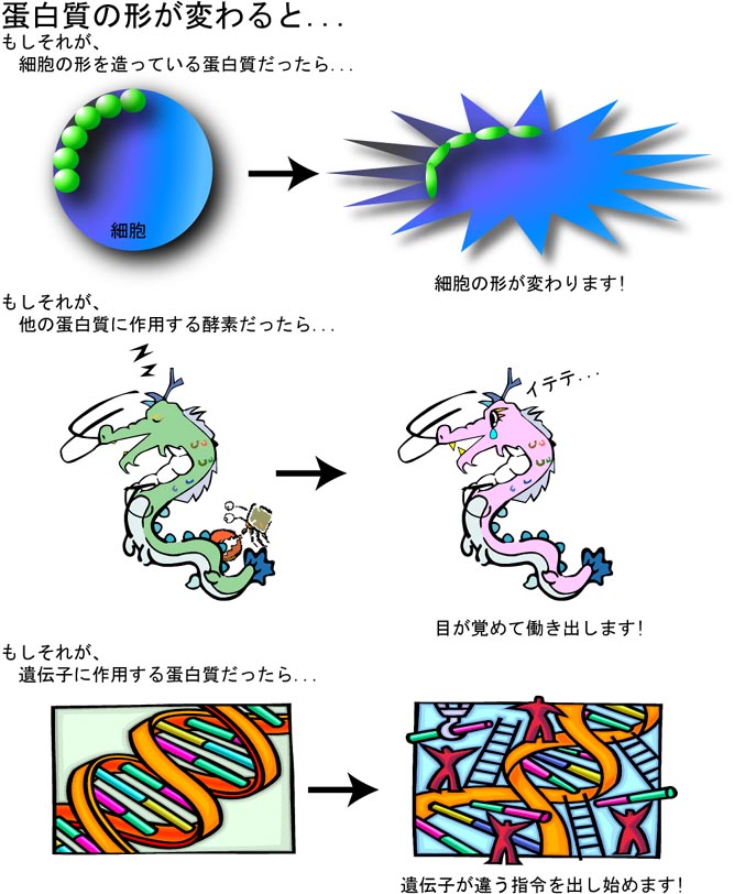 Modulator Protease